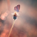 子...的音乐盒最爱舞曲