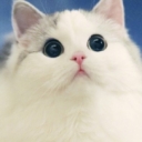 ꧁༃ༀ最好...